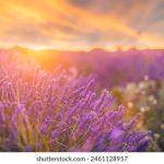 w88中文平台:畅享多样化的在线娱乐体验 2c6tey28m1