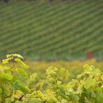 tbet娱乐的安全性分析:玩家数据保护与隐私保障 6wxipd722