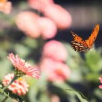 suixin678的独特优势:让你的工作与学习更轻松 d151pmp