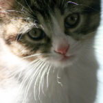 360度全景呈现意甲赛事高清直播 7o926gjk