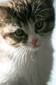 360度全景呈现意甲赛事高清直播 360度全景呈现意甲赛事高清直播