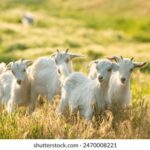 16141期足彩开奖结果揭晓:大奖花落谁家? 9n30weu